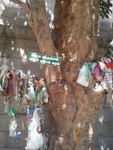 Badari Tree